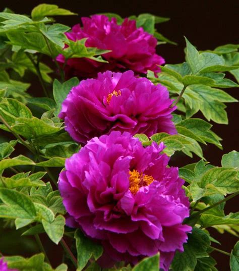 4种开花植物南方花友要“慎重”，虽然开花漂亮，但是只能开一年|南方|花芽|植物_新浪新闻