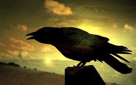 在古代神话《山海经》中“乌鸦”被奉为太阳的化身，简称日神|太阳|乌鸦|渡鸦_新浪新闻