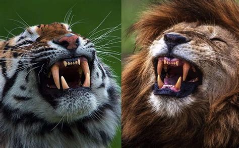狮子和老虎谁最厉害？ | 说明书网