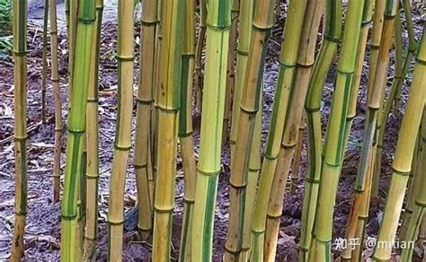26种 · 竹类植物_北京绿京华生态园林股份有限公司
