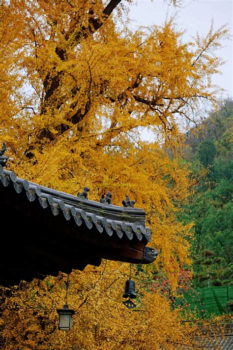 植树节 | 看看中国人最爱的10种树木，包含10种吉祥寓意