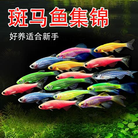 观赏鱼出口最多的国家排名前十位是什么品种(十大名贵观赏鱼种类) - 观赏鱼进出口 - 广州观赏鱼批发市场