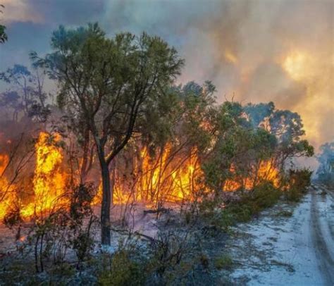 澳大利亚西海岸地区的森林大火持续狂烧_房家网