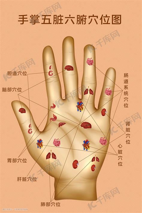 人体医疗组织器官手掌穴位示意图科普插画图片-千库网