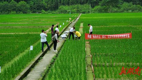 湘西州持续推广“稻鱼共生”生态种养模式 - 新湖南客户端 - 新湖南