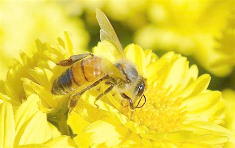 蜜蜂象征什么品质和精神？ - 蜜蜂知识 - 酷蜜蜂
