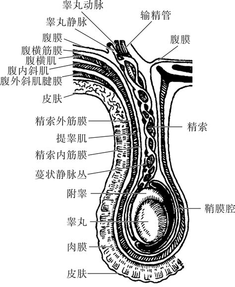 二、外生殖器-人体解剖学-医学