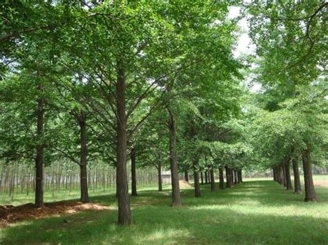 大树移植成活的关键--影响树木成活的因素有哪些--如何提高园林苗木成活率_树种_长势_时间