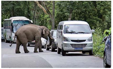 过马路的大象一家高清摄影大图-千库网