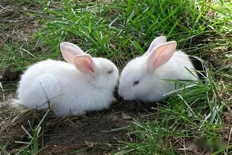 兔子可以养到卧室吗？适合养殖的兔子品种介绍 - 运富春