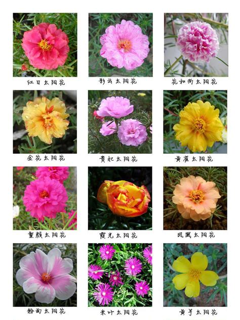 四季花的名字,四季花的图片和名字,1000种花名大全及花语(第2页)_大山谷图库