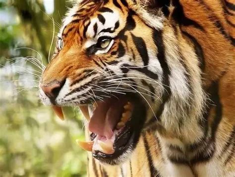 《网罗天下》北京八达岭野生动物园 老虎咬人细节曝光 目击者：被咬几下就死了