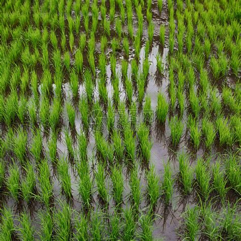 紧闭稻谷种植场的菲利平斯高清图片下载-正版图片507388148-摄图网
