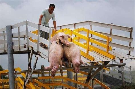 如果猪价就此低迷下去，不再上涨，养猪业会怎么样？ 2018年以来