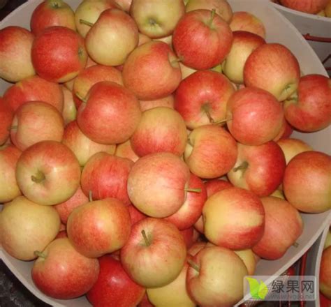 临猗县和万荣县纸加膜红富士苹果起步价格预测及分析 - 水果行情 - 绿果网