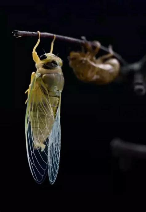 吃蝉的幼虫有什么营养_三思经验网
