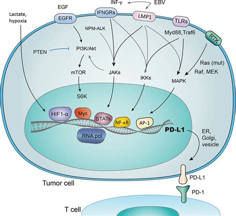 Upstream signaling pathways for PD-L1 induction at the transcriptional ...