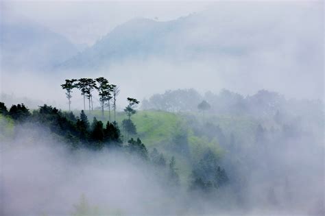 森林晨雾高清图片下载-正版图片500414102-摄图网
