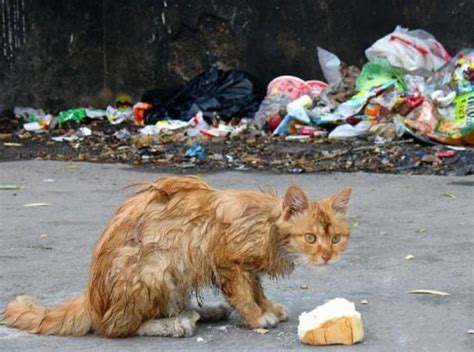 中国最有爱心的小伙，每年花几十万救助流浪猫，一救就是好几年|流浪猫|小伙|猫_新浪新闻