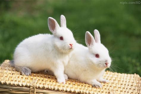 两只小白兔摄影图__家禽家畜_生物世界_摄影图库_昵图网nipic.com