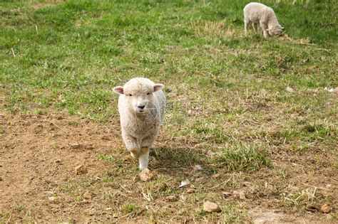 秋美+羊联网 | 打造数智羊场，羊联网全力出击！农业资讯-农信网