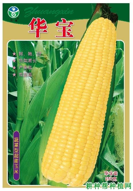 浚单20玉米品种介绍 —【发财农业网】