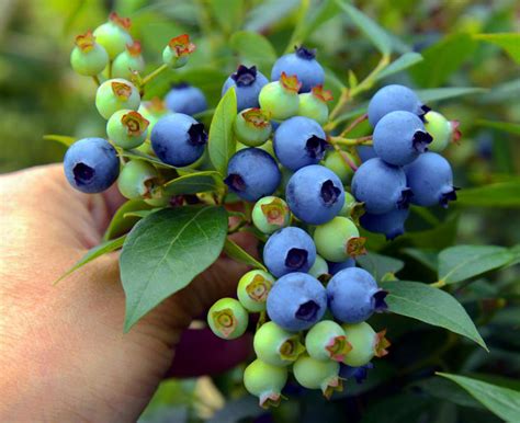 创新助力转型升级 贵州麻江蓝莓生态产业链再延伸|蓝莓|麻江县|贵州_新浪新闻