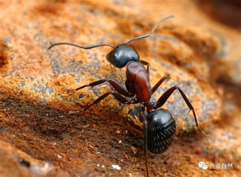 养一窝蚂蚁是一种怎样的体验，怎样养？ - 知乎