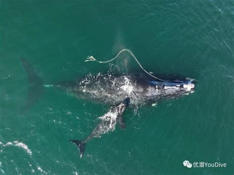 WWF推出世界第一张全球鲸鱼“高速路”地图，呼吁紧急行动保护