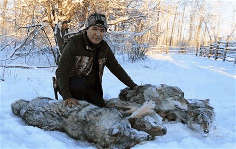 老虎拥有与狼群一战的实力吗？看东北虎与狼在西伯利亚一带的较量_腾讯视频