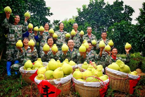 老挝蕉农何去何从？万象停批新蕉园，全国多家蕉园被叫停__凤凰网