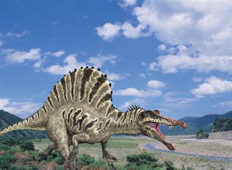 自然科普：如何证明恐龙会游泳？棘龙：一条扁尾巴-深圳科普网