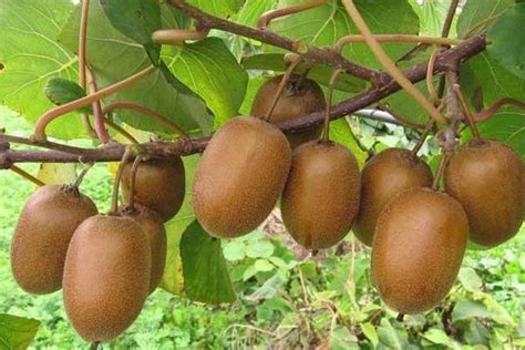 猕猴桃种类知识介绍_猕猴桃图片_猕猴桃的吃法和做法 — 水果百科吧