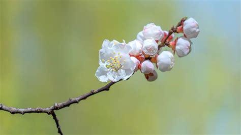 荼蘼的花语是什么?荼蘼的寓意和象征-花木行情-中国花木网