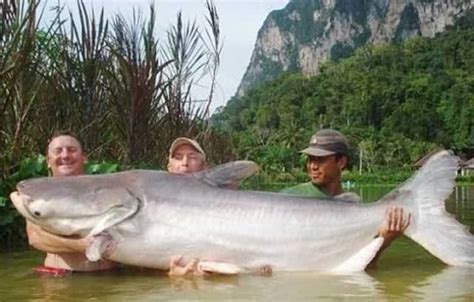 全球最大的淡水鱼，重量可达到500斤，来到中国却纷纷“夭折”|湄公河|淡水鱼|鲶_新浪新闻
