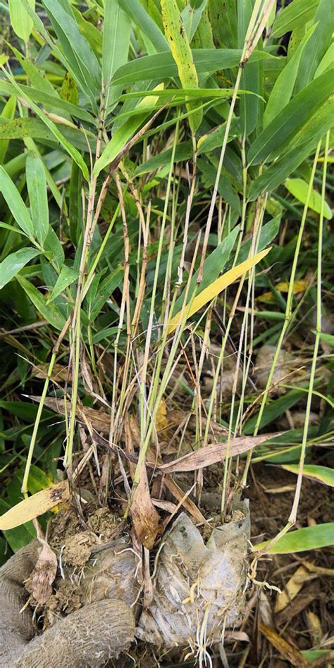 世界上什么品种的竹子最好-常见问题-长景园林网