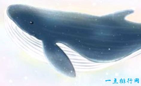 世上最孤独的鲸鱼, 只因独特的52赫兹, 至今仍无法找到伴侣!