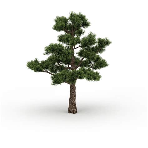 松树名称辨认,松树的种类名称,各种松树的名称和图片_大山谷图库