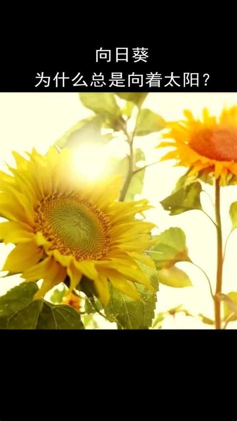 向日葵为什么总是向着太阳？