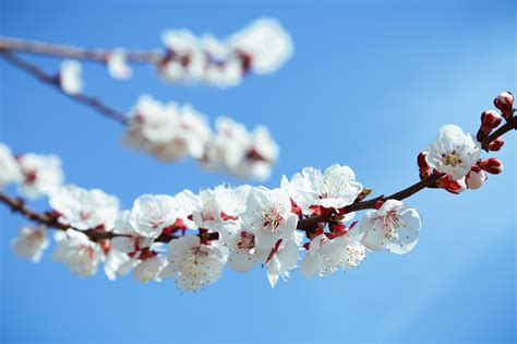春天的树高清图片下载-正版图片501463044-摄图网
