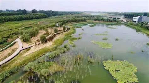 这就是山东·济宁 | 《中国环境报》点赞任城！人工湿地变身“城市净水器” - 任城 - 县区 - 济宁新闻网