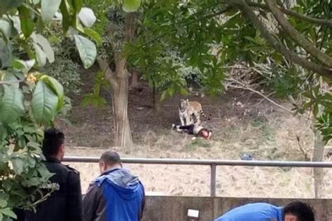 游客假扮老虎，被发现后直接击毙，真老虎都看懵了！_动物园
