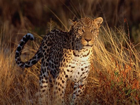 高清晰野生猫科猛兽动物摄影-老虎-狮子-豹子-欧莱凯设计网