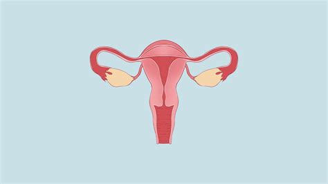 妇产科学——女性生殖系统解剖ppt模板_卡卡办公