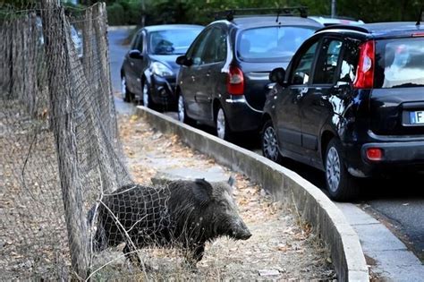 人撞猪上了！意大利野猪泛滥 杀进首都 农民损失惨重_新浪游戏_手机新浪网
