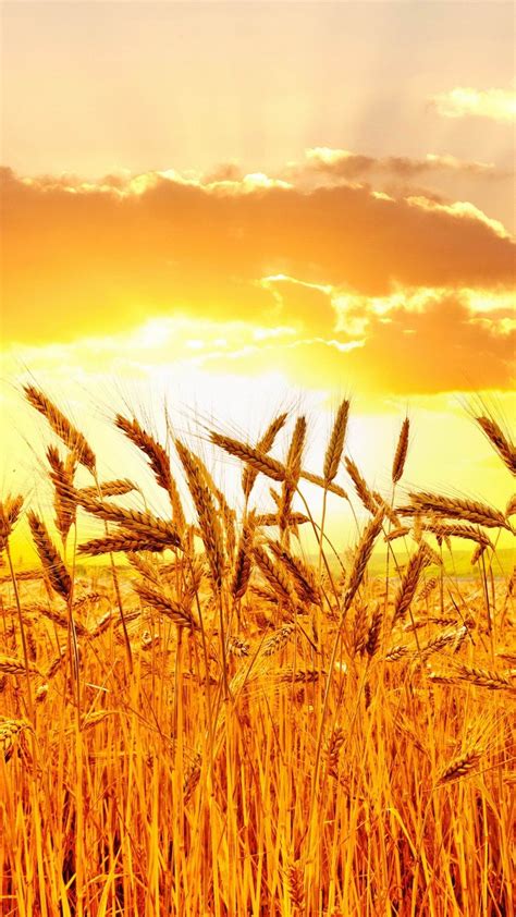 wheat wallpaper,field,rye,sky,barley,grain (#479661) - WallpaperUse
