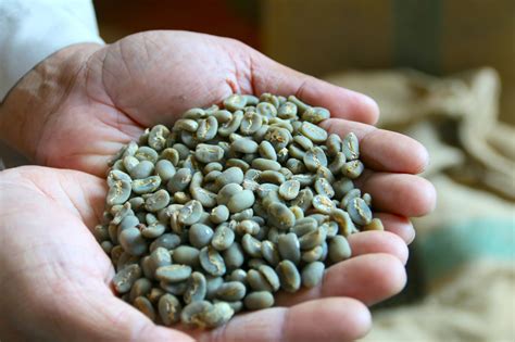 印尼曼特宁咖啡豆的等级分类档次价格介绍 苏门答腊黄金曼特宁的特点口感 中国咖啡网