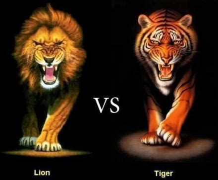狮子和老虎谁厉害，老虎实力高于狮子(但老虎和狮子不会相遇) — 久久经验网