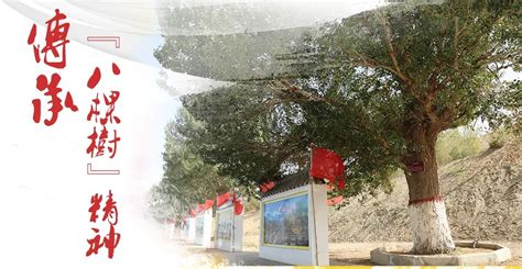 节目预告｜《八棵树》微电影即将在甘肃公共应急频道播出，敬请关注！