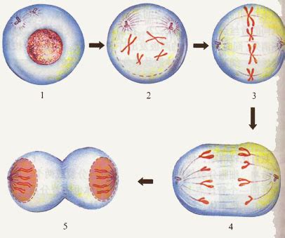 高中生物知识点总结：细胞分裂-新东方网